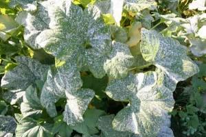 Diseases of cucumbers in open ground and methods of treating them