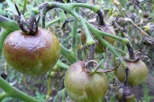 Tomatoes turn black during ripening - what to do?