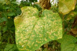 What diseases and pests of cucumbers are there, how to deal with them