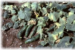 Diseases of cucumbers in a greenhouse and their treatment