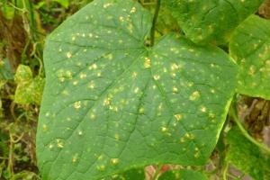 Pests of cucumbers with photos and their treatment