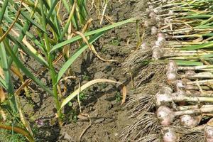 What can be planted after onions next year, predecessors and crop rotation