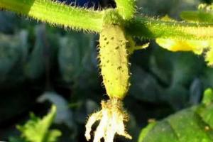 Why do the ovaries of cucumbers turn yellow?