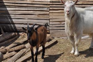 Las cabras alpinas son una raza sin pretensiones para un dueño celoso.