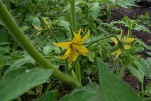 Pěstování rajčat: jak krmit zeleninu během květu?