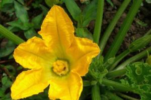 ¿Por qué los embriones de pepino se vuelven amarillos en un invernadero o en campo abierto?