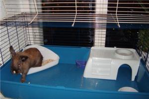 Making a cage for a domestic rabbit with your own hands