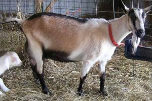Plemeno alpskej kozy: vlastnosti a údržba