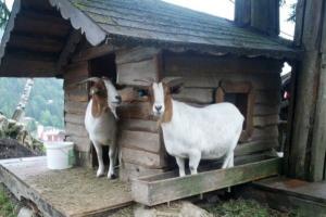 Dairy nurses ng Switzerland - Alpine goats