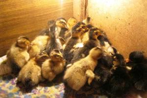 Για αρχάριους πτηνοτρόφους: τα βασικά για τη διατροφή των νεογέννητων παπιών