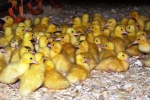 Your ducklings are a week old - what should you feed them?