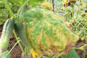 Diseases of cucumbers in a greenhouse: causes and methods of treatment