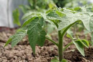 Σημείωση για τον κηπουρό: πώς να ταΐζετε τα σπορόφυτα ντομάτας έτσι ώστε να έχουν παχουλά στελέχη