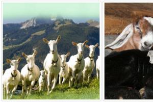Pagbebenta at pagbili ng mga breeding goats