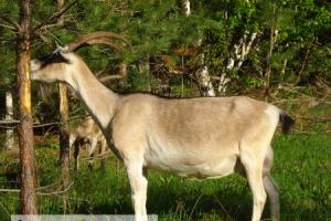 Important points about breeding and keeping Alpine goats