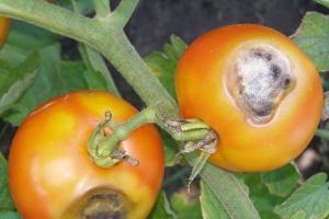 How and with what to treat gray rot on tomatoes?