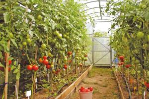 Proč rajčata na zahradě zčernají?