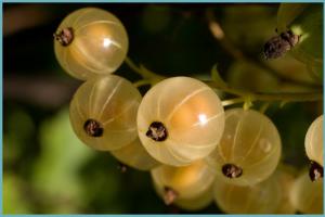 Recipes for the winter: preparing and sealing white currants