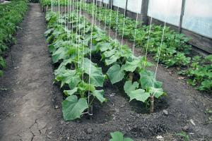 Reasons why cucumbers in a greenhouse become bitter and what to do about it