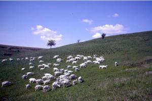 Cría de cabras lecheras en granjas de la Federación de Rusia