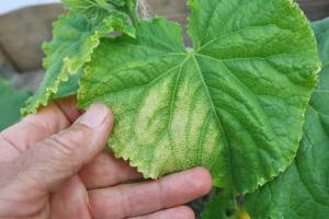 Cómo identificar enfermedades de los pepinos en invernadero y combatir virus y plagas.
