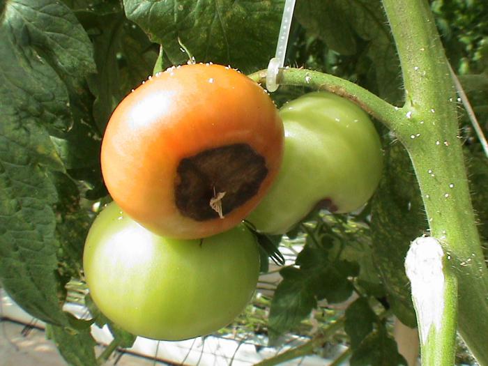 How to deal with blossom end rot of tomatoes