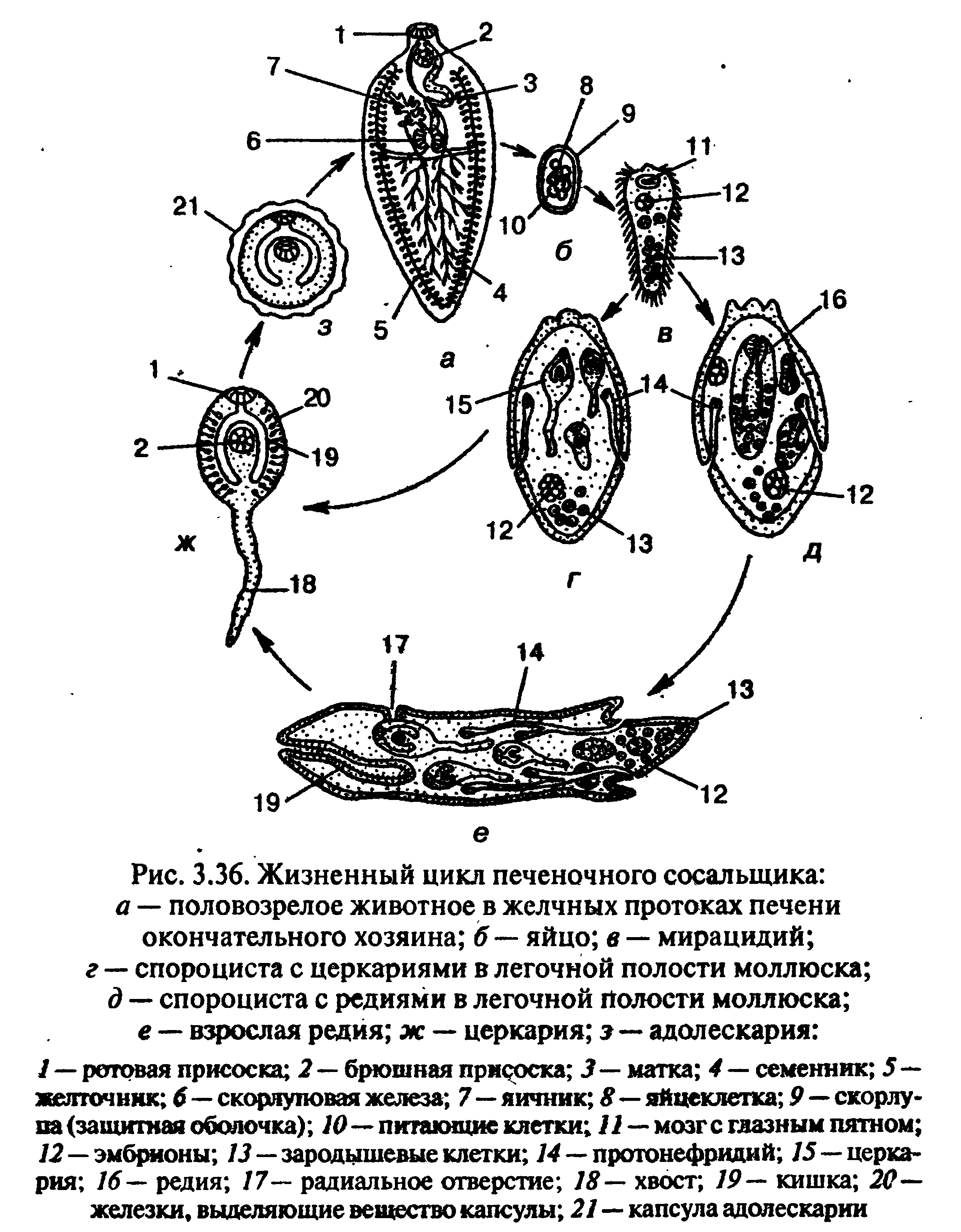 Какой цифрой обозначен на рисунке орган человека в котором проходит последняя личиночная стадия