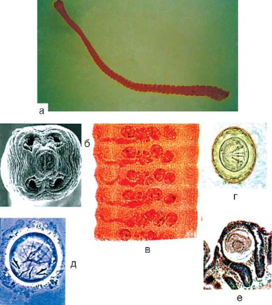hymenolepidosis morfológia